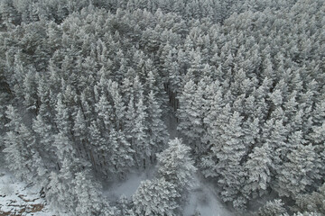 drone view of the winter forest, aerial view of the forest covered with frost