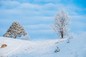 the top of the hill is covered with snow, two trees at different ends of the frame