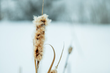 cattail plant close-up in the foreground, shallow depth of field