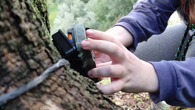 Environmental scientist girl places a camera trap in a forest tree to carry out studies on wildlife.
