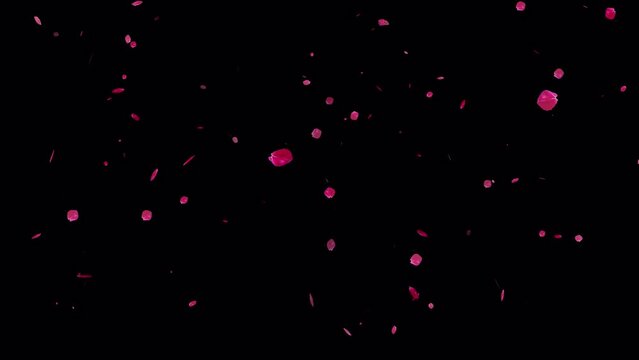 4K Sakura petals falling with alpha channel for overlays, Also good background for scene and titles, logos. Concept of love, romance, Valentine's, Mother's Day, rose day