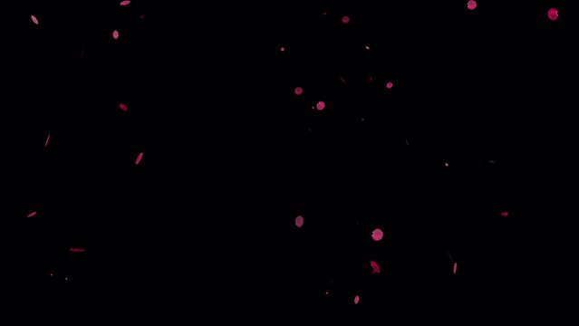 4K Sakura petals falling with alpha channel for overlays, Also good background for scene and titles, logos. Concept of love, romance, Valentine's, Mother's Day, rose day
