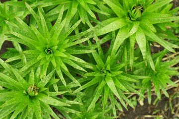 Lilies sprouts on the spring garden.