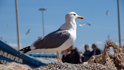Yellow-legged gull (Larus michahellis) perched on a bundle of fishing net in the harbor in...