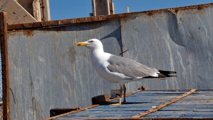 Yellow-legged gull (Larus michahellis) perched on a roof in the harbor in Essaouira, Morocco