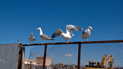 Yellow-legged gulls (Larus michahellis) perched on a fench in the harbor, in Essaouira, Morocco