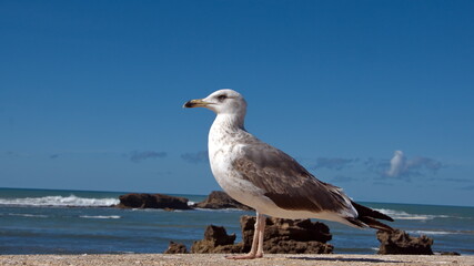 Yellow-legged gull (Larus michahellis) on the harbor wall in Essaouira, Morocco