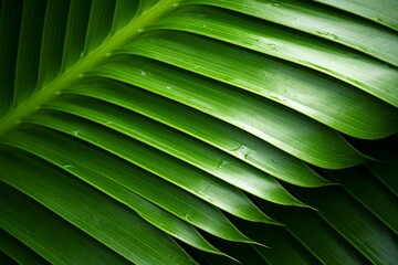 Closeup of Palm Leaf