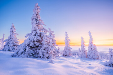 Snowy trees at sunset
