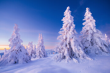 Snowy trees