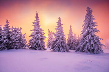 Snowy trees at sunset - 691120390