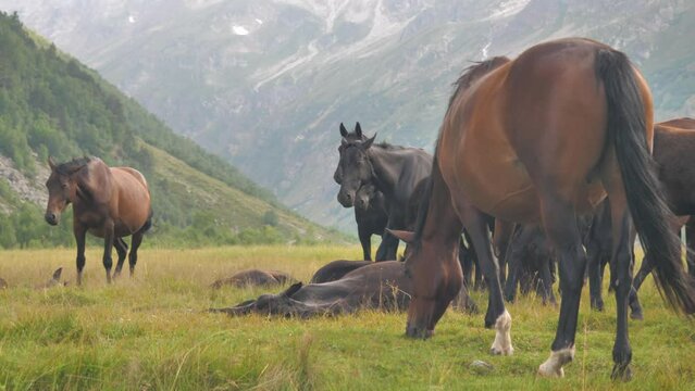 A herd of wild horses grazing in the mountains