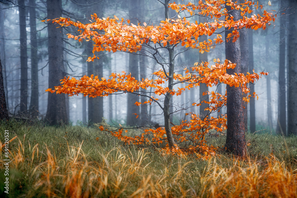 Wall mural autumn trees