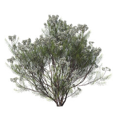 Cassinia aculeata, common cassinia, dolly bush, dogwood, evergreen, small tree, bush, tree, big tree, light for daylight, easy to use, 3d render, isolated