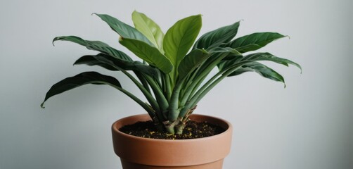  a potted plant with a green leafy plant growing out of it's center, on a table.