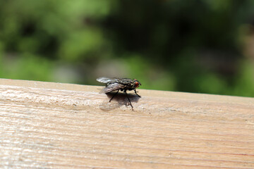 A fly on a wooden surface outdoors in summer. Horizontal photo, close-up