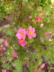 Pink flowers of cinquefoil Potentilla on a bush. Vertical photo, close-up