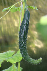 Ripe long curved cucumber samurai variety in a greenhouse. Horizontal photo, close-up