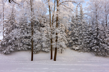 Winter in Catherine park, Tsarskoe Selo (Pushkin), Saint Petersburg, Russia