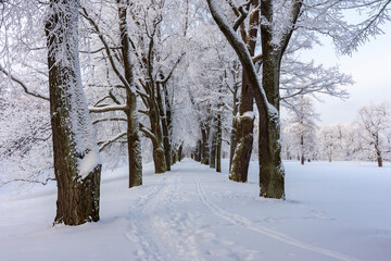 Winter in Catherine park, Tsarskoe Selo (Pushkin), Saint Petersburg, Russia