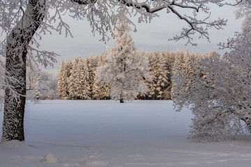 Winter in Catherine park, Tsarskoe Selo (Pushkin), Saint Petersburg, Russia