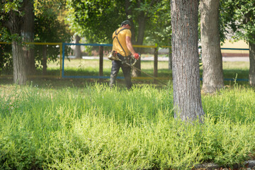 Man gardener mowing ragweed bushes, ambrosia artemisiifolia that causing allergy summer and autumnwith electric or petrol lawn trimmer along the city street.