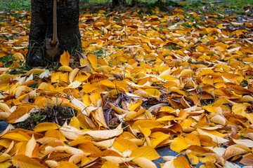 Fallen yellow leaves in autumn. Fallen leaves in parks and gardens.