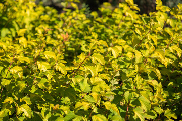 Rows of seedlings ninebark with golden leaves in greenhouse in garden center. Natural background of yellow green leaves of the Physocarpus opulifolius. Close-up.