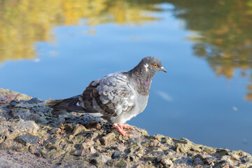 Pigeon, dove in city park, in a background of pond. Pigeon or domestic pigeon or Columba livia domestica or rock dove or rock pigeon. Urban birds in the city. Close-up.