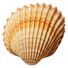Beautiful sea shells of common cockle isolated on a transparent background. Cerastoderma edule.  Decorative ribbed oval seashells of edible saltwater clams.