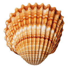 Beautiful sea shells of common cockle isolated on a transparent background. Cerastoderma edule.  Decorative ribbed oval seashells of edible saltwater clams.