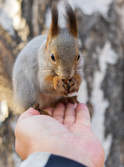 A squirrel in the autumn eats nuts from a human hand. Eurasian red squirrel, Sciurus vulgaris