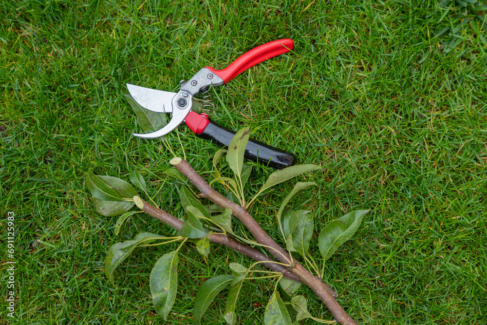 Wall mural manual secateur on a lawn with cutted twigs, branches of a tree. the concept of pruning trees in spr