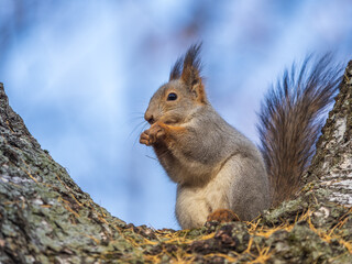 The squirrel with nut sits on tree in the autumn. Eurasian red squirrel, Sciurus vulgaris.