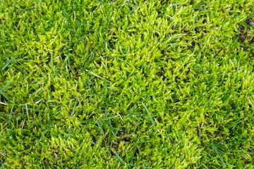Moss in lawn. Lawn in serious need of moss killer. Removing old moss and dead grass from the lawn. Aeration and improving the lawn quality.