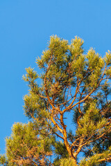 Green pine tree with long needles on a background of blue sky. Freshness, nature, concept.