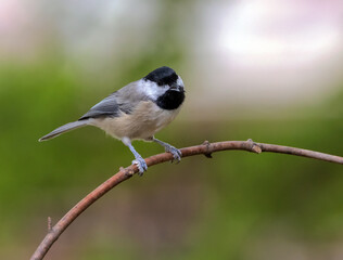 A Carolina Chickadee provides a nice pose on a small branch.
