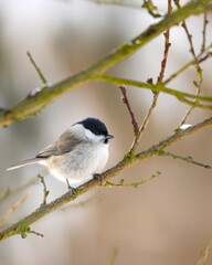 Winter bird
