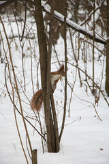 A squirrel on a frosty winter day, holding onto the trunk of a bush, looks to the side