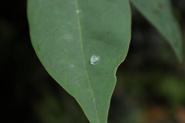 High angle view of a water drop on the surface of a green leaf