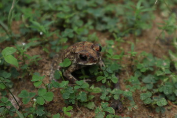 A high angle view of a small sized Asian common toad (Duttaphrynus Melanostictus) from the front