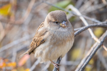 Sparrow sits on a branch without leaves.