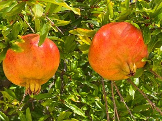 pomegranate on tree