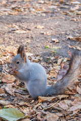 Autumn squirrel with nut sits on green grass with fallen yellow leaves