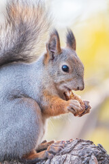 The squirrel with nut sits on tree in the autumn. Eurasian red squirrel, Sciurus vulgaris.