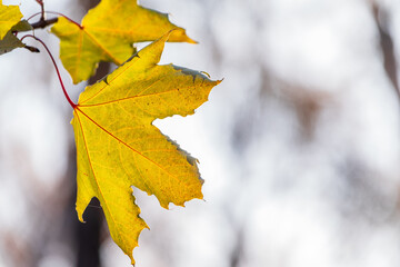 Maple branches with yellow leaves in autumn, in the light of sunset.