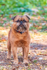 Brussels Griffon for a walk in the park