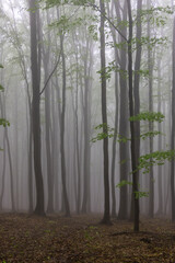 Spring beech forest in White Carpathians, Southern Moravia, Czech Republic