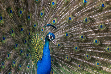 Obraz premium Closeup Image of a peacock dancing with its open feathers