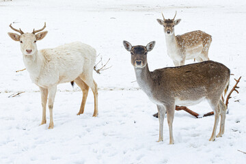 Obraz premium deer
